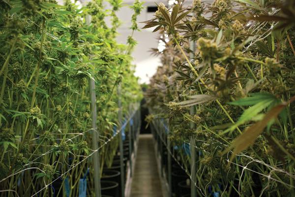 photo of Inside the Oregon Cultivation Facility Kaprikorn image