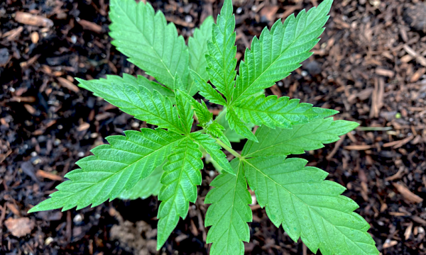 photo of New Jersey Governor ‘Open-Minded’ To Allowing Marijuana Home Grow As State Works To Implement Legalization image