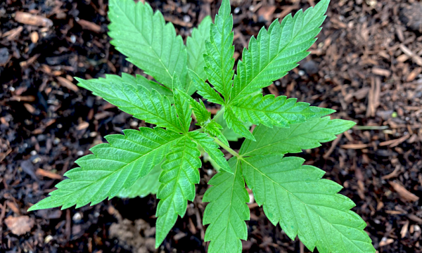 photo of Federal Marijuana Enforcement On Tribal Lands Is ‘Horrible Misappropriation’ Of Resources, Senator Tells Interior… image