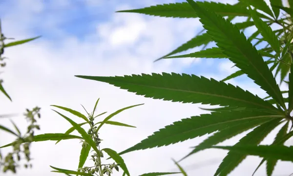 Medical Cannabis Reduces Pain, Insomnia&hellip;