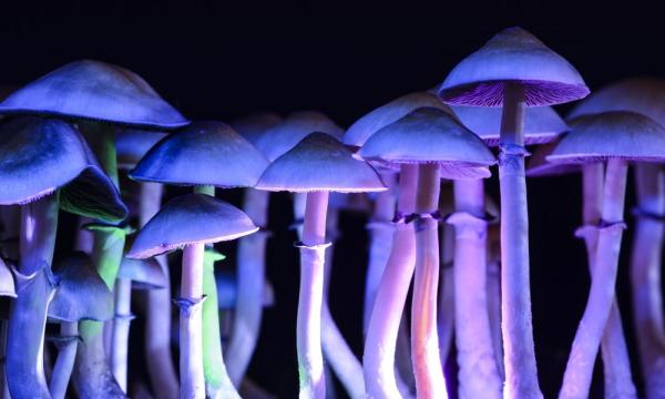 Natural Psychedelic Mushroom Experiences…