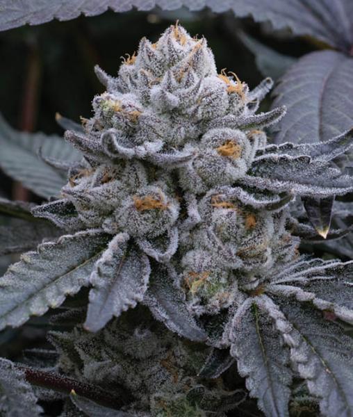 Fire Follower: Alien Genetics Reveals Advanced ‘Rotational&hellip;