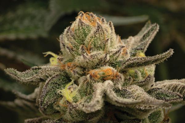 photo of Harvest Special: Belushi Farms and SunMed Growers image