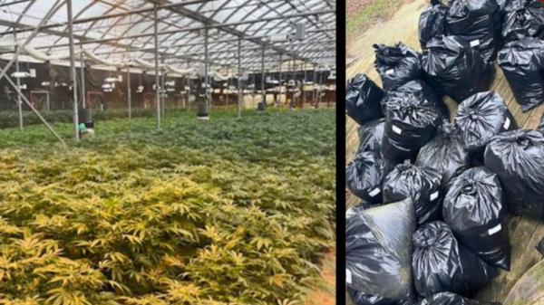 photo of Health Canada referral leads to large cannabis seizure at former designated medical cannabis production site image