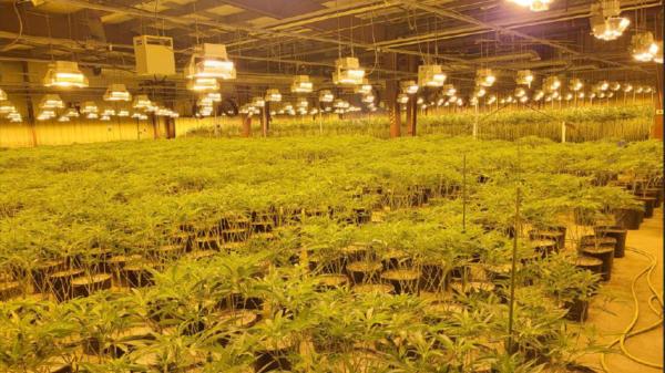 OPP arrest six and seize 15,000 cannabis…