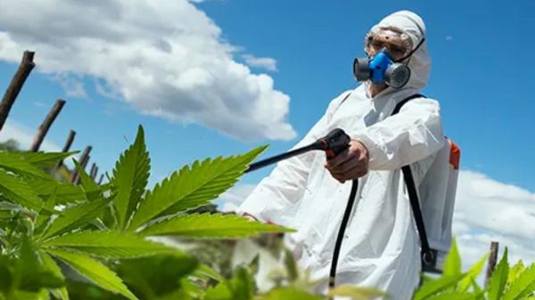 photo of Health Canada seeking feedback on new proposed approach for pesticide use for cannabis and hemp image