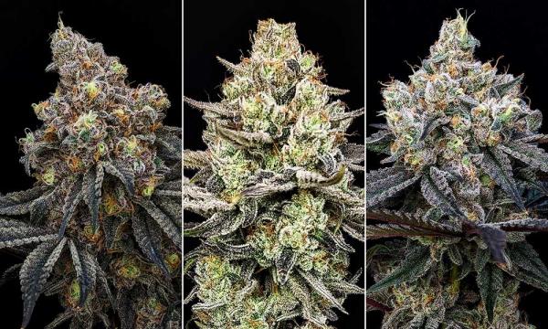 photo of Phylos: Redefining Cannabis Cultivation with Feminized F1 Hybrid Seeds image