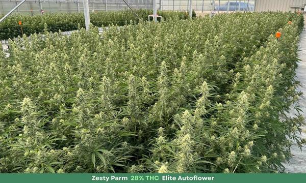 Revolutionizing Cannabis Cultivation:…