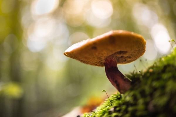 7 Things to Know Before Joining Legal Psilocybin Retreats