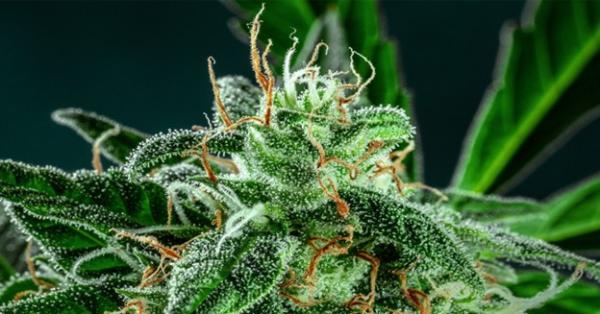 Top Shelf Cannabis: Why Premium Flower&hellip;