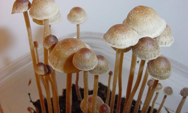 photo of Two-Track Effort To Allow Psychedelic Mushrooms In Washington State Launches Amid Broader Drug Decrim Push image