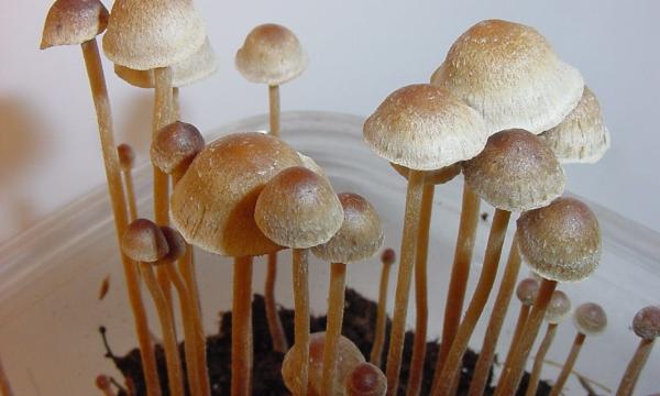 Oregon Officials Seek To Dismiss…