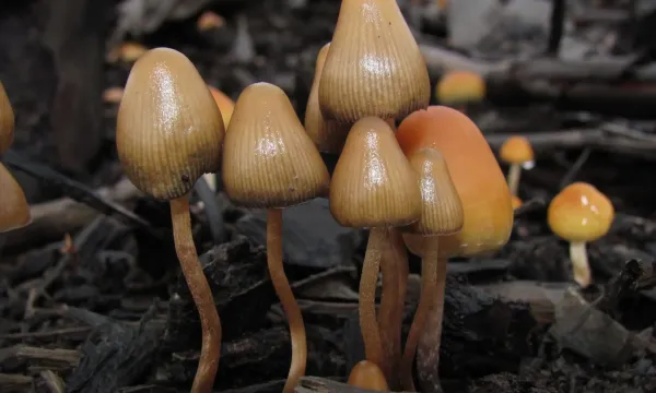 New Mexico Launches Medical Psilocybin…