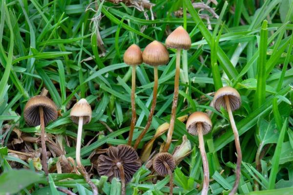 Psychedelic Spirituality in America