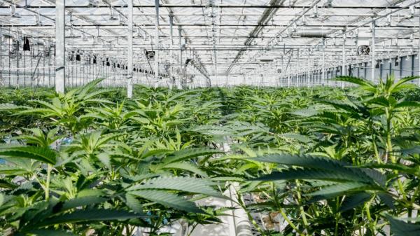 photo of Increased Canadian cannabis sales and exports add to Village Farms’ growth in 2024 image