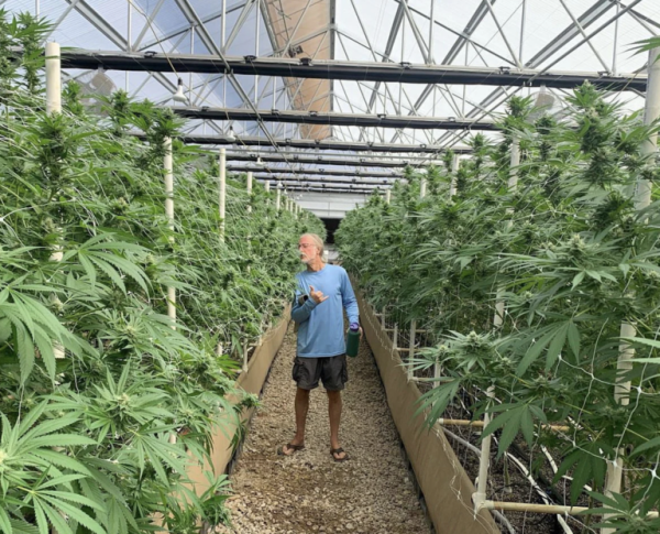 Recreational cannabis in Hawaii could&hellip;
