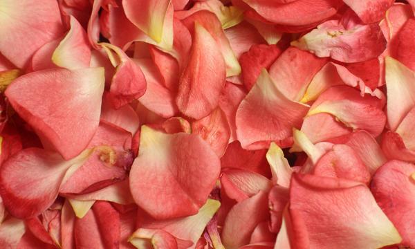 Debunking Myths About Rose Petal Cones and Natural Leaf Products