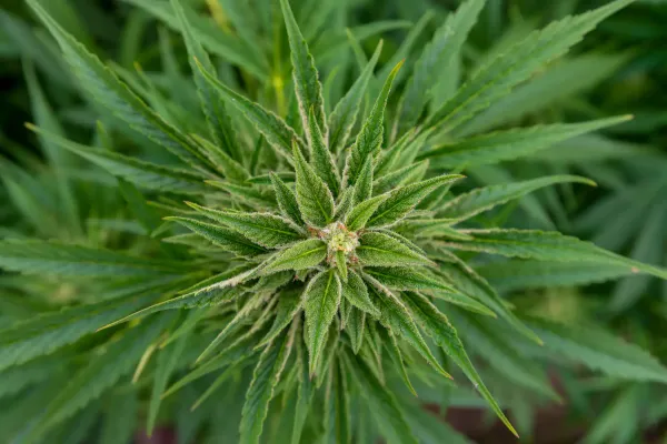 Arizona Senators Approve Measures To&hellip;