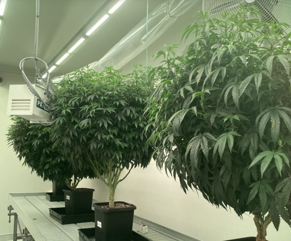 Rua Bioscience exports cannabis clones&hellip;