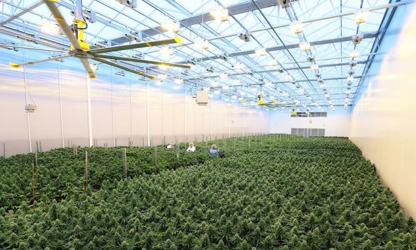 Q&A: Sensi Brands CEO Tony Giorgi on&hellip;