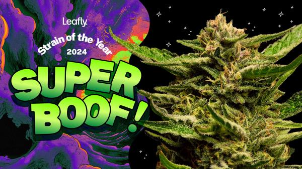 Spark joy with Super Boof—Leafly…