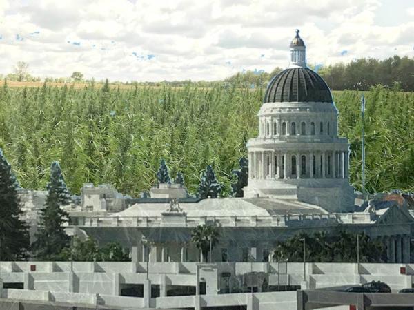 CA Cannabis taxes to go down in October
