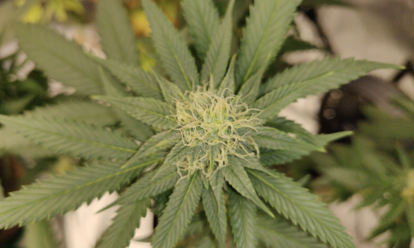 photo of Voter Support For Marijuana Reform Forces Republicans To ‘Reconcile’ Their Views, Senate Chairman Says image