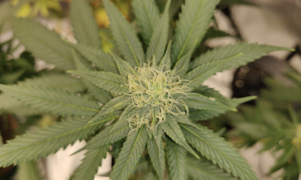 photo of Most U.S. Border Patrol Checkpoint Drug Seizures Target Americans With Small Amounts Of Marijuana, Federal Report… image