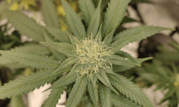 Marijuana Opponents Cheer Congressional…