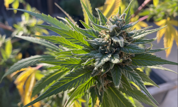 photo of Connecticut Governor Says Senate-Approved Marijuana Legalization Bill Will Be ‘Model’ For U.S. As House Prepares To Vote image