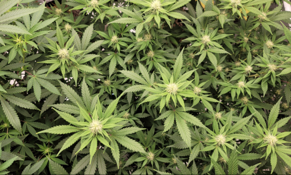California Governor Signs 10 Marijuana…