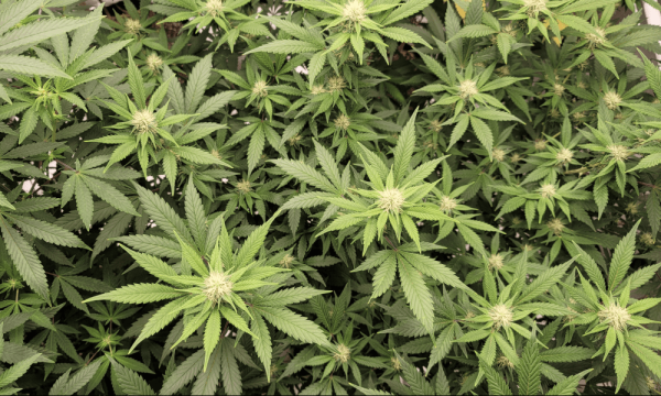 DEA Blames Legal Marijuana States For…