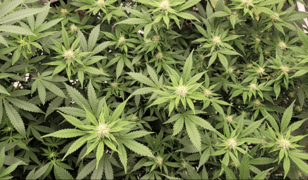New Democratic Congressional Marijuana…
