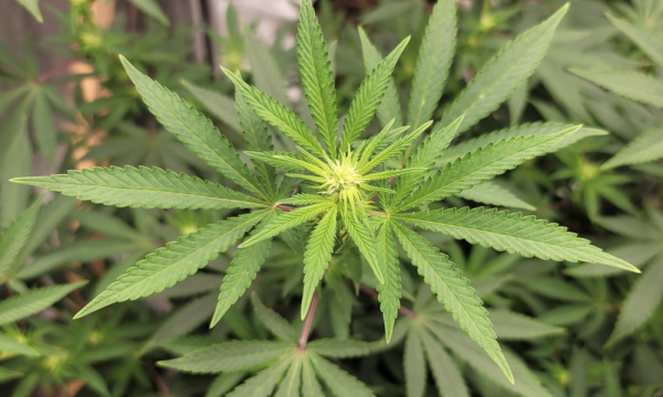 photo of Hawaii Lawmakers Host Briefing On Marijuana Legalization Bill Ahead Of Formal Hearing Next Week image