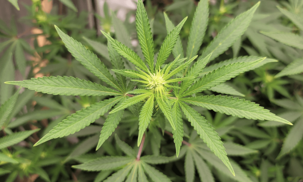Illinois Marijuana Social Equity…