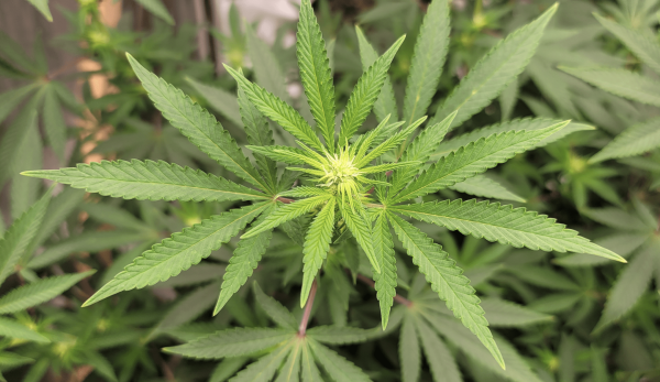 Supreme Court Should Hear Marijuana…