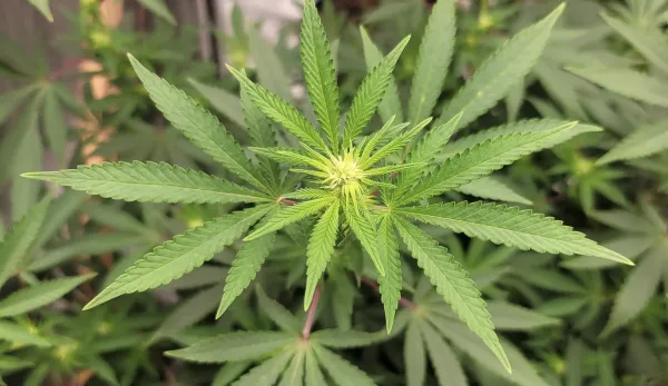 Massachusetts Ballot Measure To Roll…