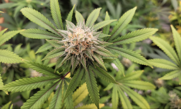 photo of Schumer Plans To File Marijuana Legalization Bill In April As Top House Lawmaker Details His Own Reform Plan image