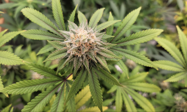 photo of Using Marijuana Every Day Could Help People Quit Opioids, New Study Indicates image