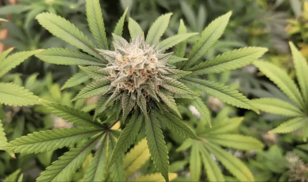 DEA Hasn’t Shown ‘Any Sort Of Interest’…