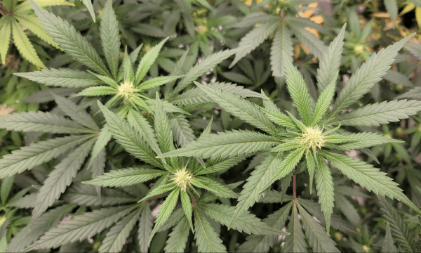 Pennsylvania Lawmakers Approve Bill To…