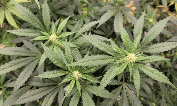 North Carolina Governor Backs Marijuana…
