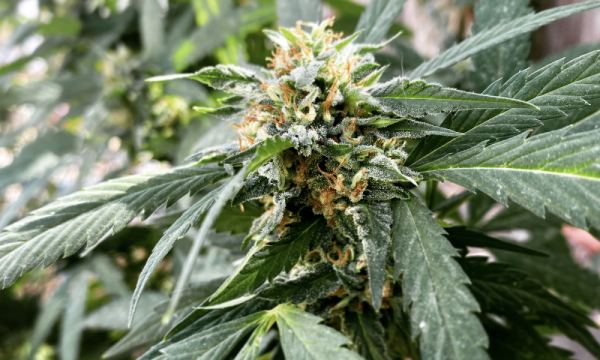 photo of South Dakota Governor Pledges To Implement Marijuana Legalization If Voters Approve Ballot Initiative…This Time image