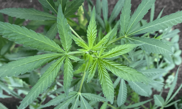 photo of Medical Marijuana Helps Most Patients Effectively Treat Chronic Pain, New Study Shows image