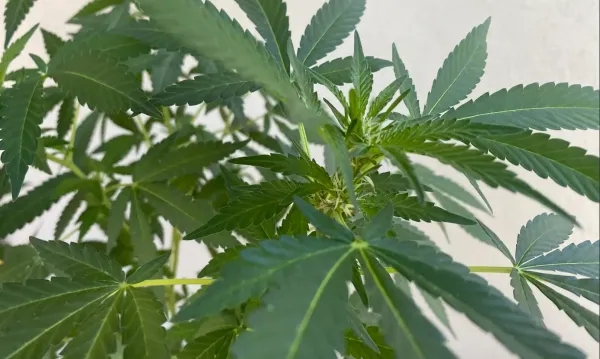 Ohio Marijuana Dispensary Closes Amid…