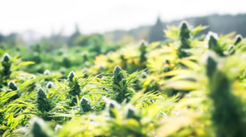 photo of U.S. Feds Deny Pot Growers Access To Organic Certification image