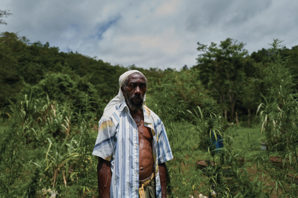 photo of Growing Ganja in Jamaica image