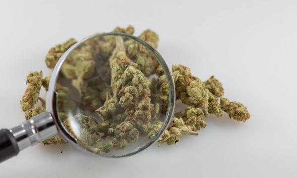 photo of West Virginia House Approves Bill To Limit Medical Marijuana Testing Licensees, Sending Measure To Senate image