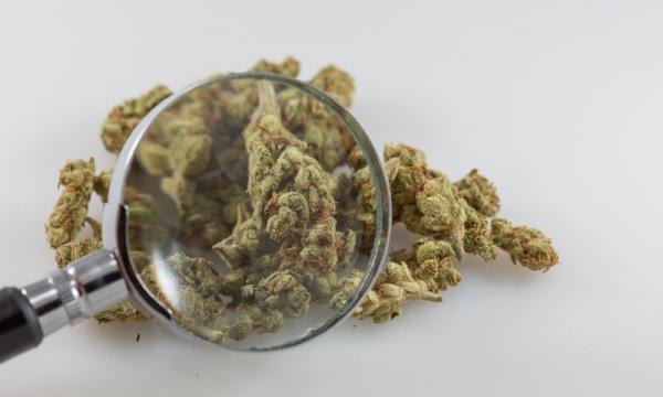 photo of Federal Agency Examines ‘Core Questions’ About Medical Marijuana For Cancer, Including As An Opioid Alternative To… image