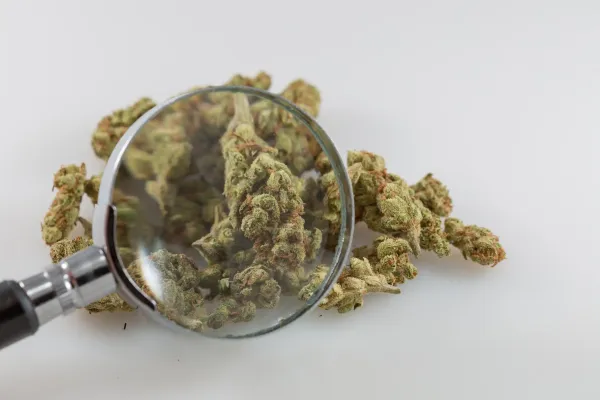 photo of Missouri Marijuana Officials Announce Recall Of Pre-Rolled Joints Following Mold Testing Results image